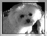 g�owa, Bichon frise