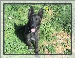 M�ody, Owczarek holenderski