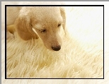 Golden, Retriever, Szczeniak